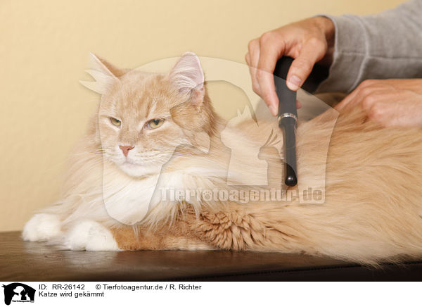 Katze wird gekmmt / cat combed / RR-26142