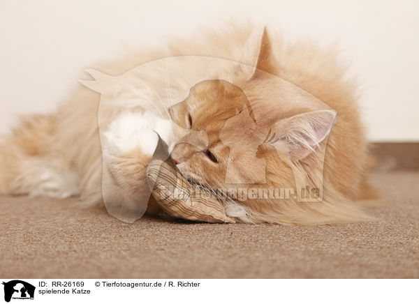 spielende Katze / playing cat / RR-26169