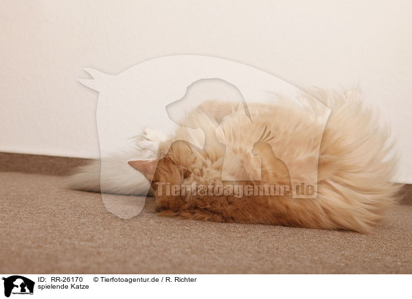 spielende Katze / playing cat / RR-26170