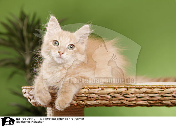 Sibirisches Ktzchen / Siberian Kitten / RR-26419