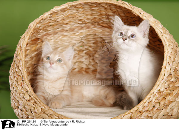 Sibirische Katze & Neva Masquerade / Siberian Cat & Neva Masquerade / RR-26424