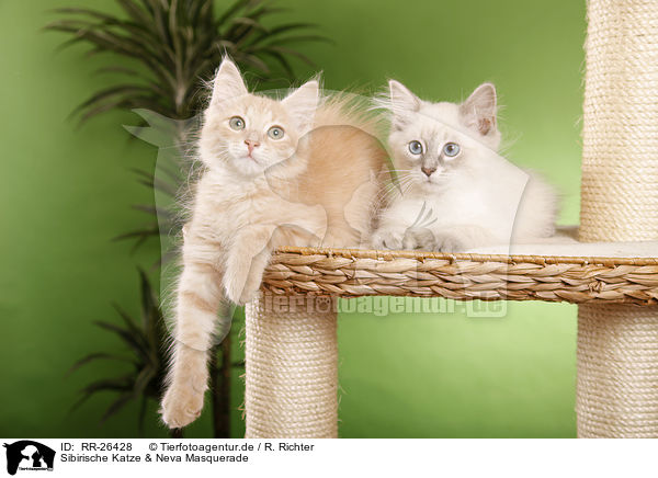 Sibirische Katze & Neva Masquerade / RR-26428