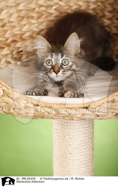 Sibirisches Ktzchen / Siberian Kitten / RR-26445