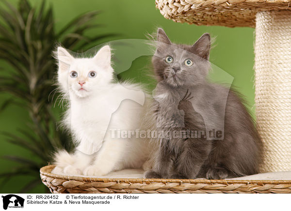 Sibirische Katze & Neva Masquerade / RR-26452
