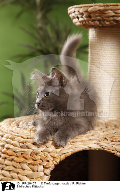 Sibirisches Ktzchen / Siberian Kitten / RR-26457