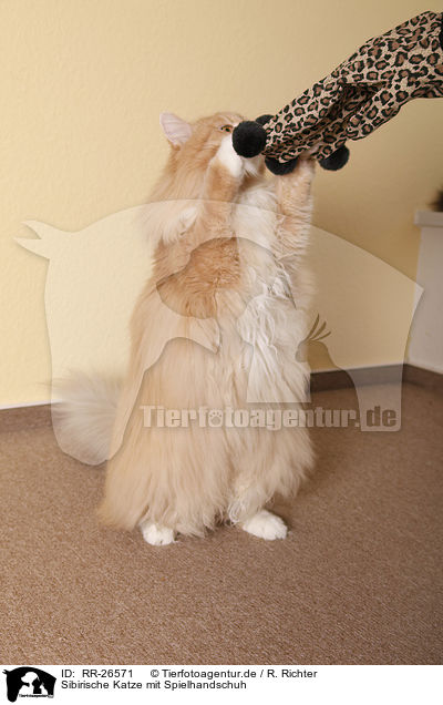 Sibirische Katze mit Spielhandschuh / playing Siberian Cat / RR-26571