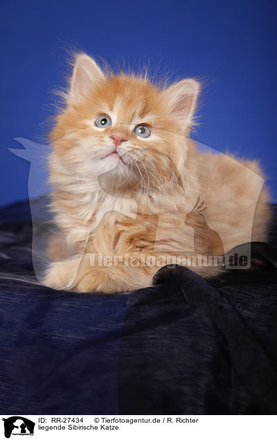 liegende Sibirische Katze / lying Siberian Cat / RR-27434