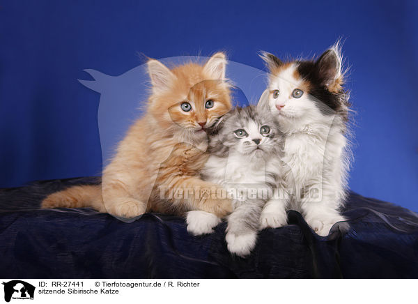 sitzende Sibirische Katze / sitting Siberian Cat / RR-27441