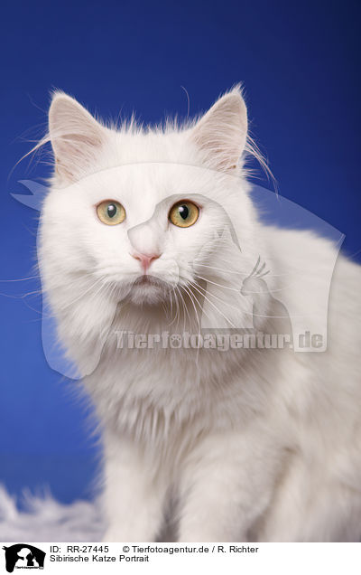 Sibirische Katze Portrait / Siberian Cat Portrait / RR-27445