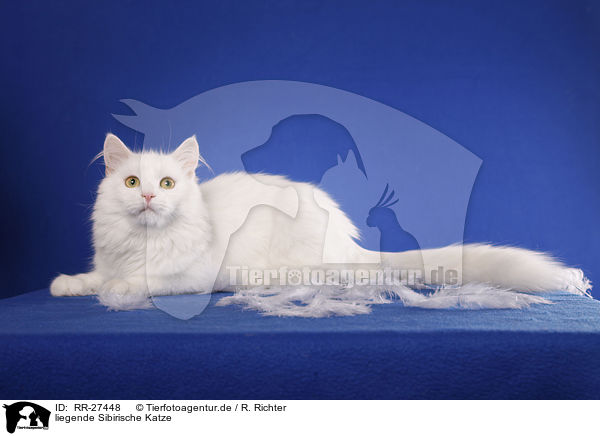 liegende Sibirische Katze / lying Siberian Cat / RR-27448