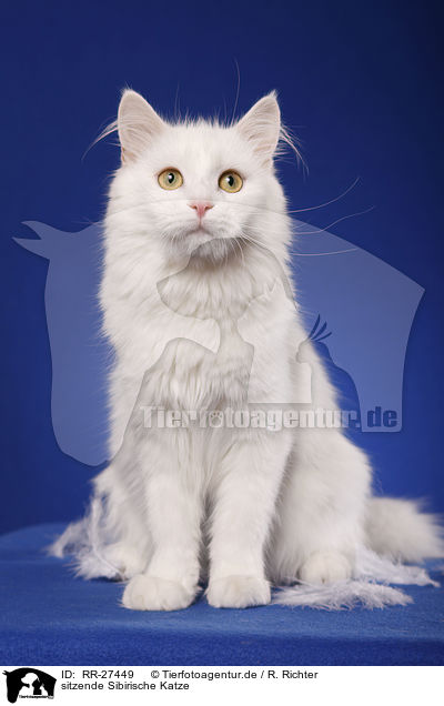 sitzende Sibirische Katze / sitting Siberian Cat / RR-27449