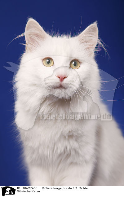 Sibirische Katze / Siberian Cat / RR-27450