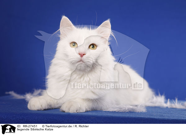 liegende Sibirische Katze / lying Siberian Cat / RR-27451