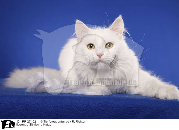 liegende Sibirische Katze / lying Siberian Cat / RR-27452