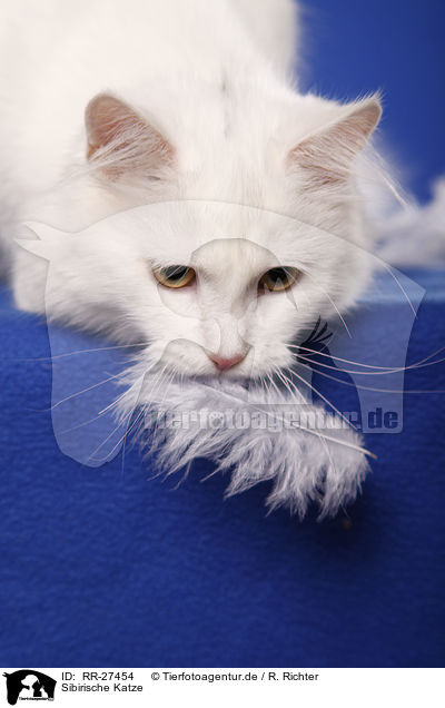 Sibirische Katze / Siberian Cat / RR-27454