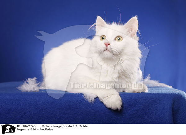 liegende Sibirische Katze / lying Siberian Cat / RR-27455