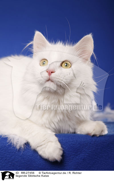 liegende Sibirische Katze / lying Siberian Cat / RR-27456