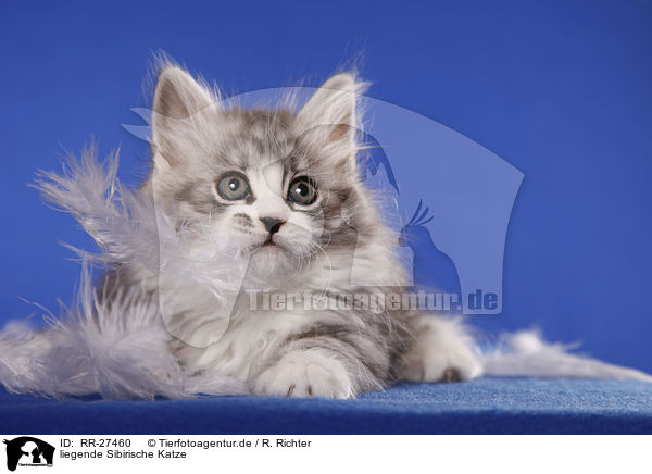 liegende Sibirische Katze / lying Siberian Cat / RR-27460