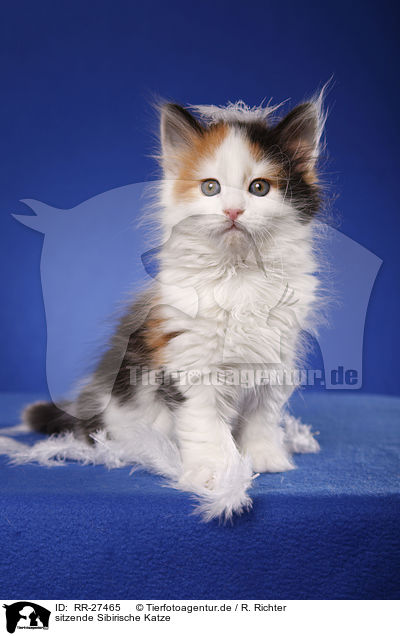 sitzende Sibirische Katze / sitting Siberian Cat / RR-27465