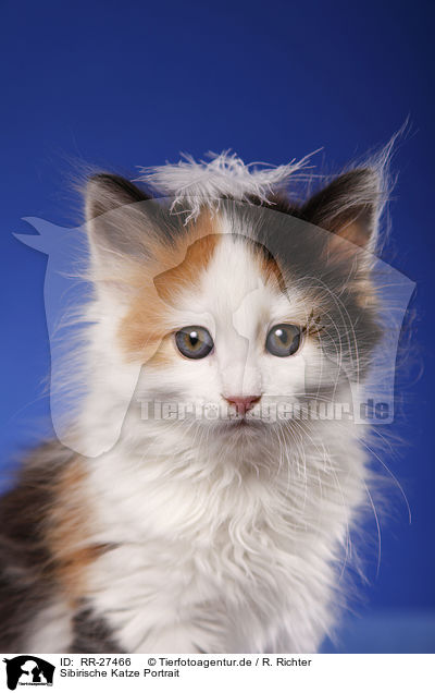 Sibirische Katze Portrait / Siberian Cat Portrait / RR-27466