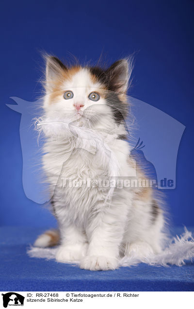 sitzende Sibirische Katze / sitting Siberian Cat / RR-27468