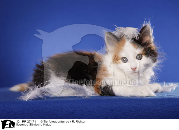 liegende Sibirische Katze / lying Siberian Cat / RR-27471