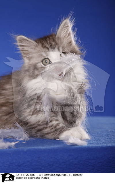 sitzende Sibirische Katze / RR-27485