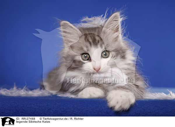 liegende Sibirische Katze / RR-27488