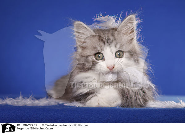 liegende Sibirische Katze / RR-27489