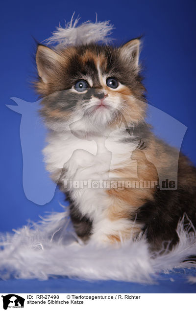 sitzende Sibirische Katze / RR-27498