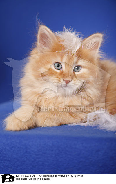 liegende Sibirische Katze / lying Siberian Cat / RR-27506