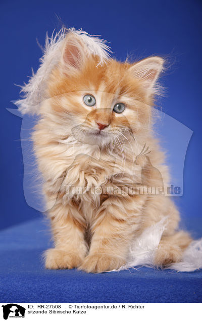 sitzende Sibirische Katze / RR-27508