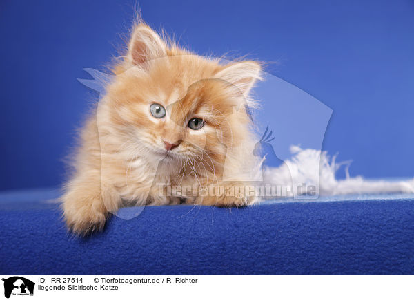 liegende Sibirische Katze / lying Siberian Cat / RR-27514
