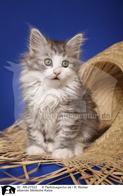 sitzende Sibirische Katze / sitting Siberian Cat / RR-27522