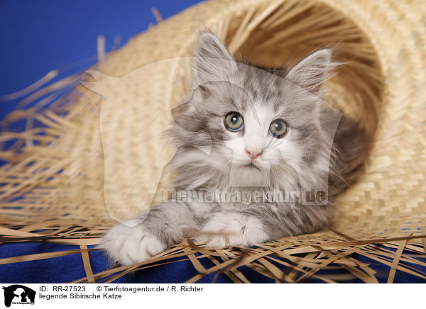 liegende Sibirische Katze / lying Siberian Cat / RR-27523