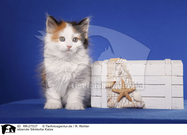 sitzende Sibirische Katze / sitting Siberian Cat / RR-27537