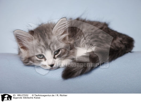 liegende Sibirische Katze / RR-27552