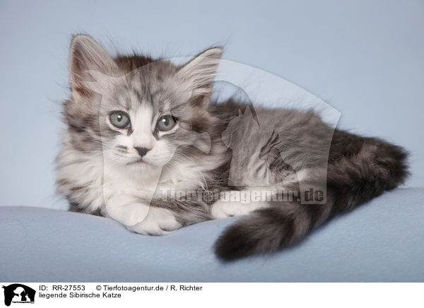 liegende Sibirische Katze / RR-27553