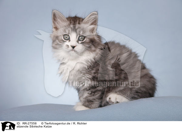 sitzende Sibirische Katze / sitting Siberian Cat / RR-27558