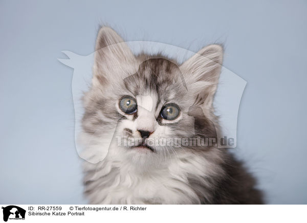 Sibirische Katze Portrait / Siberian Cat Portrait / RR-27559