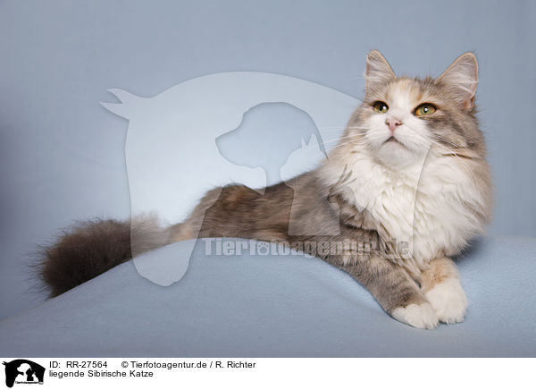 liegende Sibirische Katze / RR-27564
