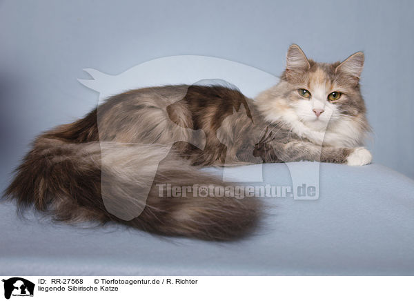 liegende Sibirische Katze / RR-27568
