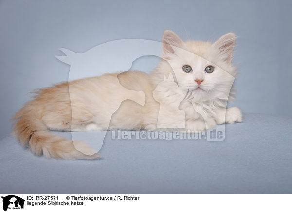 liegende Sibirische Katze / RR-27571