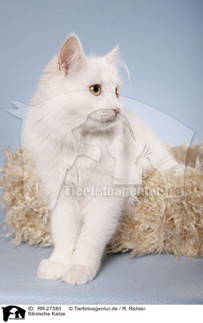 Sibirische Katze / RR-27580