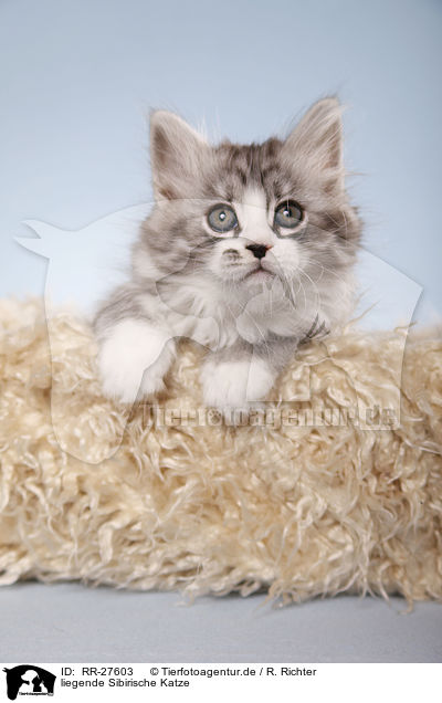 liegende Sibirische Katze / RR-27603