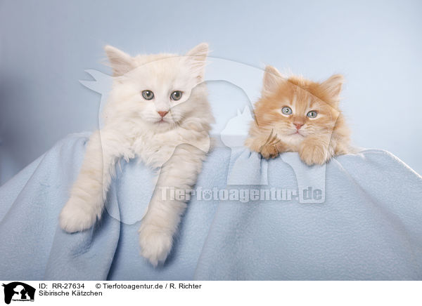 Sibirische Ktzchen / Siberian Kitten / RR-27634