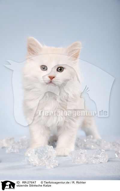 sitzende Sibirische Katze / sitting Siberian Cat / RR-27647