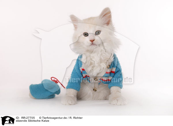 sitzende Sibirische Katze / RR-27705