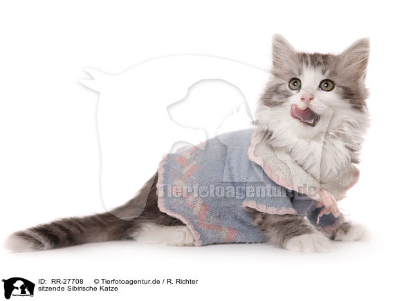 sitzende Sibirische Katze / RR-27708