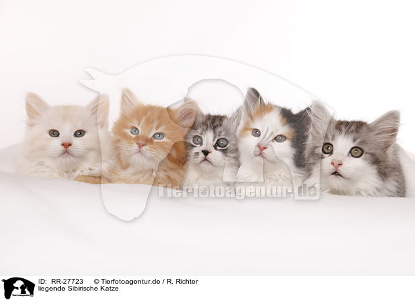 liegende Sibirische Katze / lying Siberian Cat / RR-27723